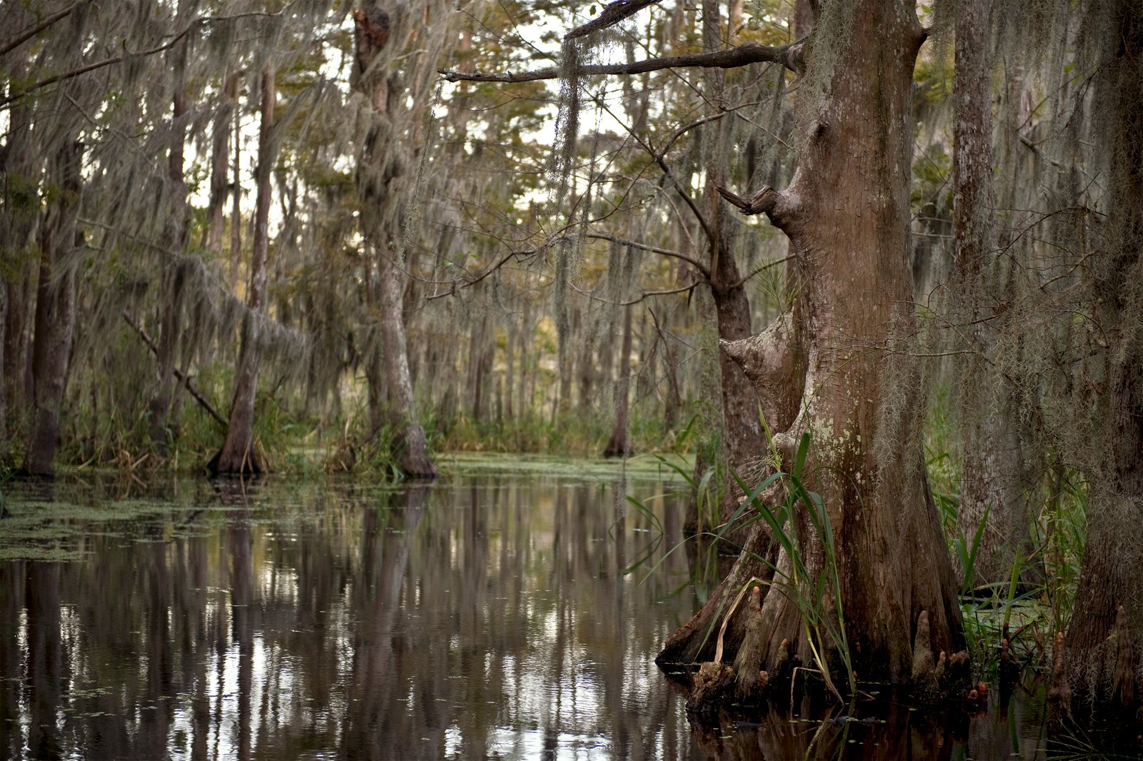 Louisiana landscape near Alexandria